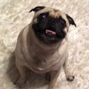 Meet your Posher, Devon